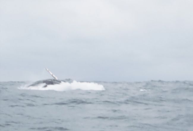 Isla de la Plata & Humpback Whales