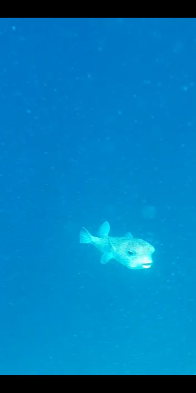 Maldivae dies 5 - Lousy snorkel trinus et magna domus scopulum