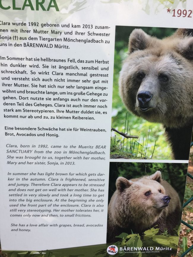 Gladbach bears 🐻 