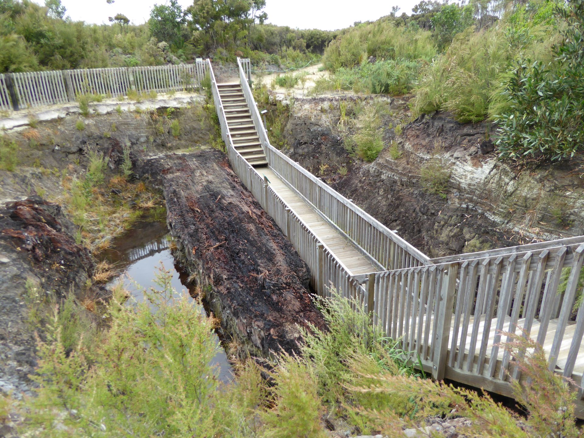 À gauche du chemin, un énorme Kauri de marais