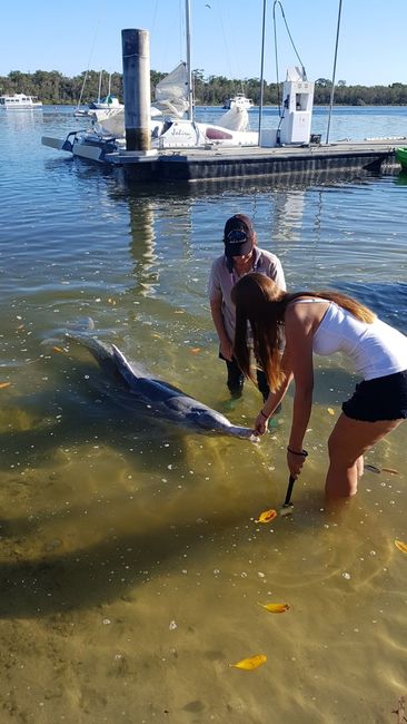 Tin Can Bay einen Delfin füttern 🙊