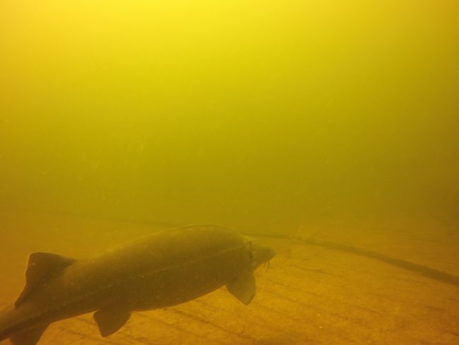 Tag 58 - NaturaGart Underwater Park in Ibbenbüren