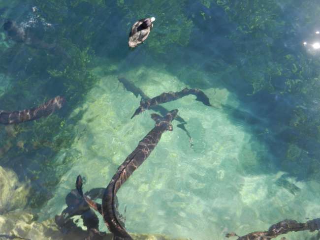 lake wanaka anguilas gigantes/riesenaale