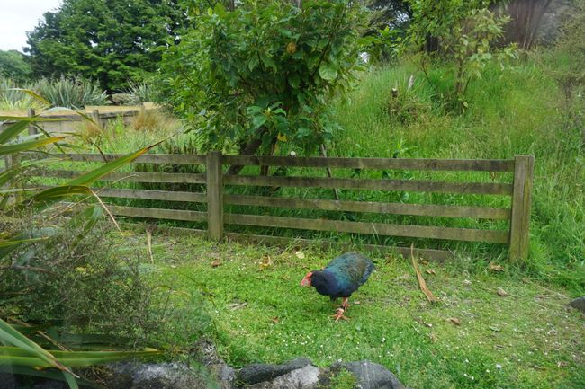 Takahe im Te Anau Bird Sanctuary