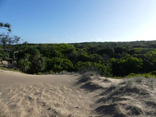 View over a dune and the forest