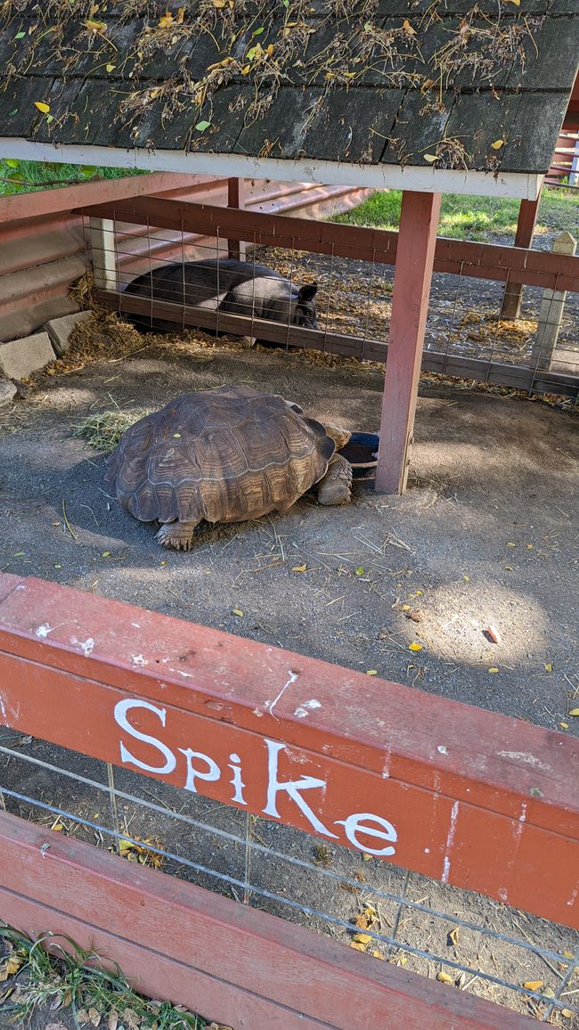 Kualoa Ranch - Schildkröte Spike