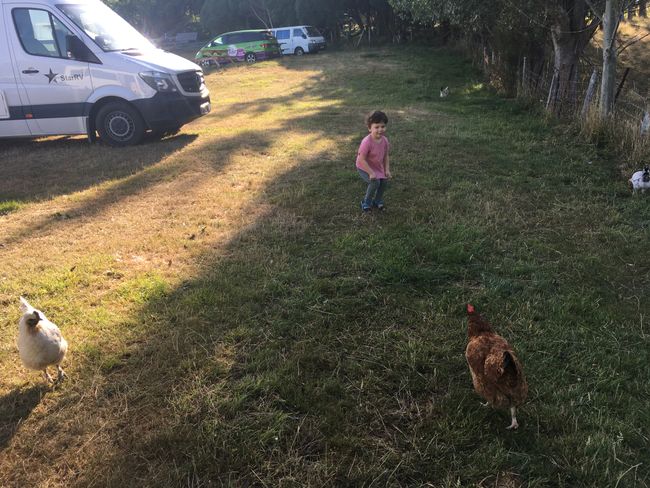 Hühner fangen (Onuku Farm Hostel)