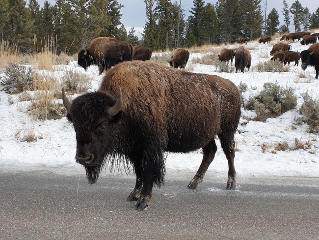 Bison roadblock
