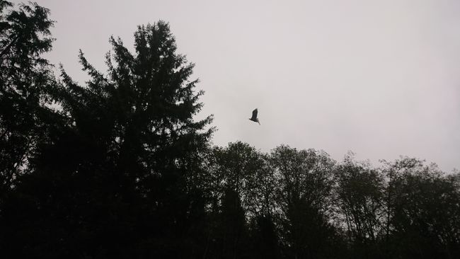 Weisskopfseeadler am Quatse River, Vancouver Island 