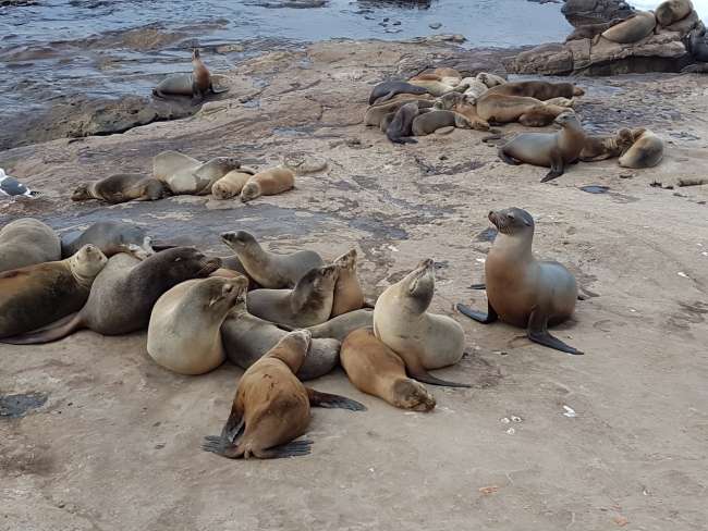 La Jolla (the Jewel) - rugged coastline and seals to touch