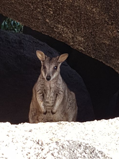 Wallaby on the beach