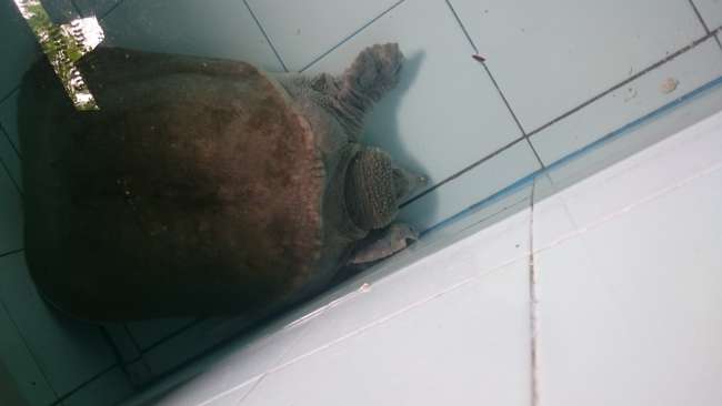 Zufallsfund, eine Süßwasserschildkröte