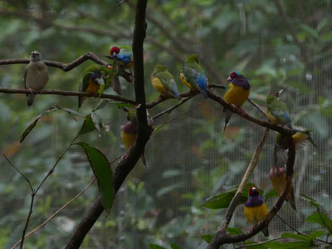colorful little birds