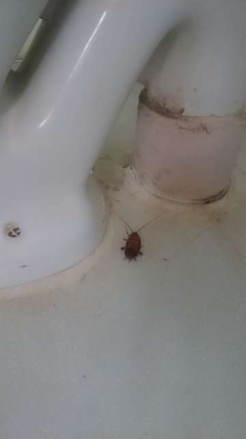 Our first roommate :o aawwwww gigantic thing! Getting this gentleman out of our bathroom was quite a fuss!