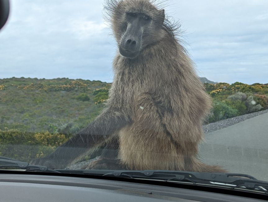 Cape Point Route 165 km
