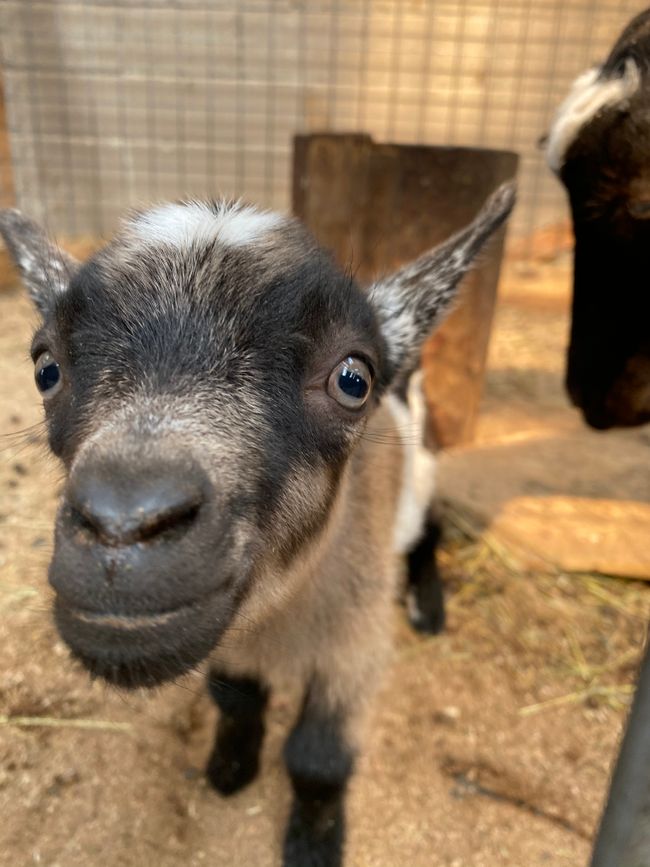New goat
