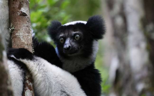 Das Indri Indri Reservat
