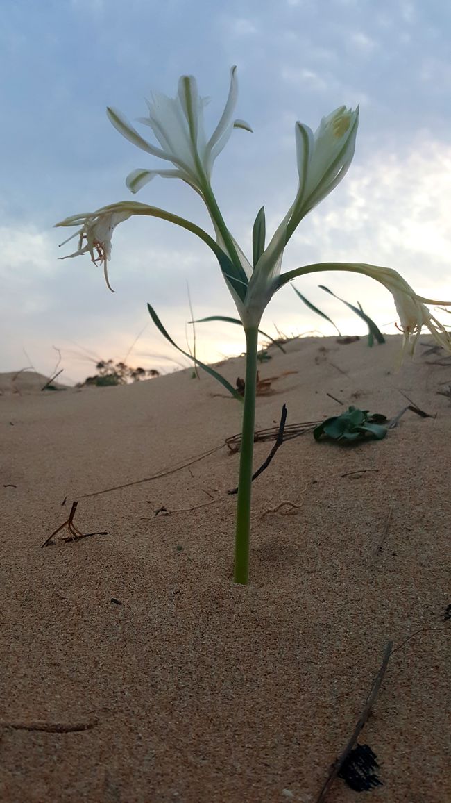 What is blooming here lonely in the sand?