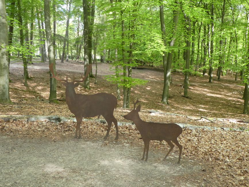 Comparison of Fallow Deer and Roe Deer