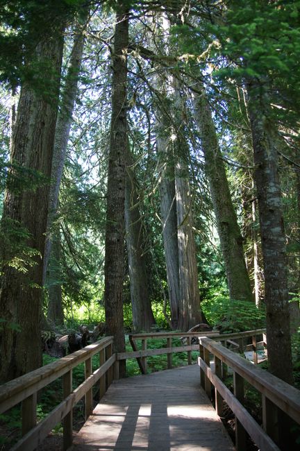 Giant trees in Mount Rainier National Park & return to Seattle