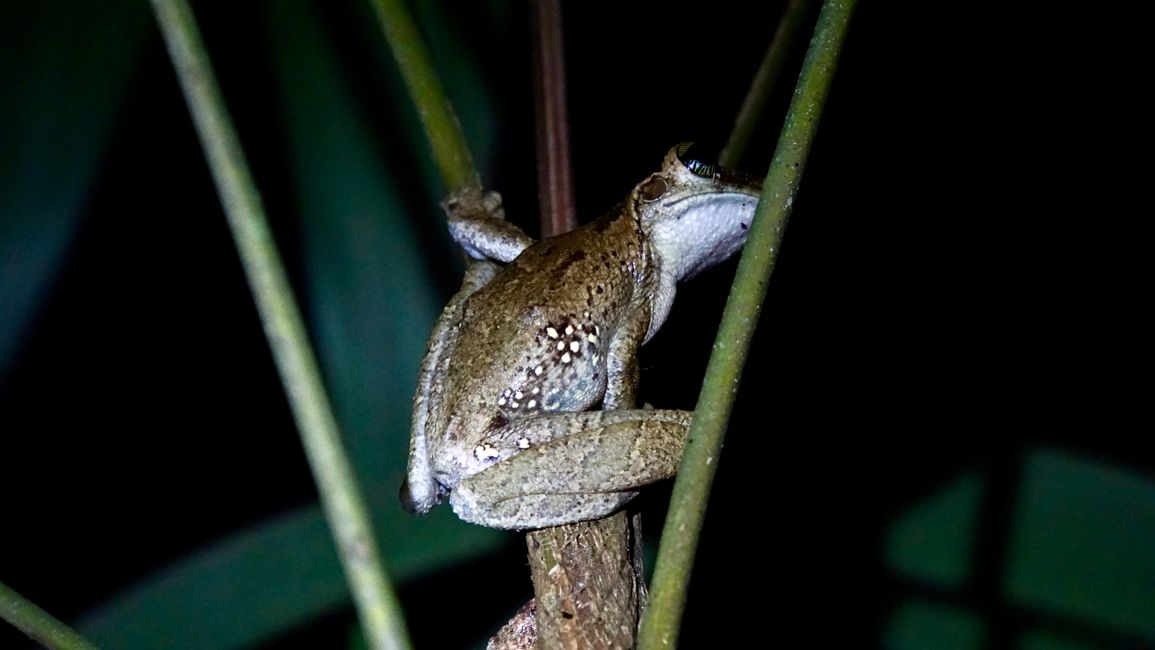 Nocturnal kambo frog