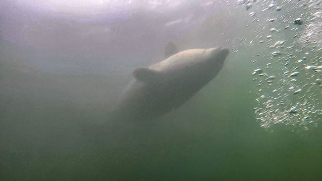 Day 55 - Diving with Seals in Rostock