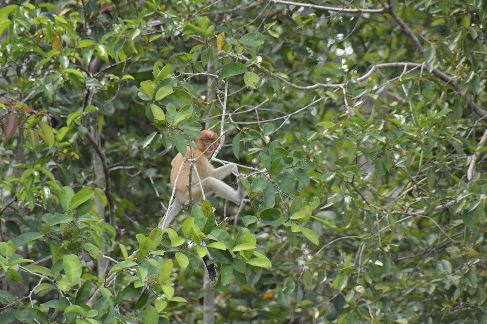 Proboscis monkey