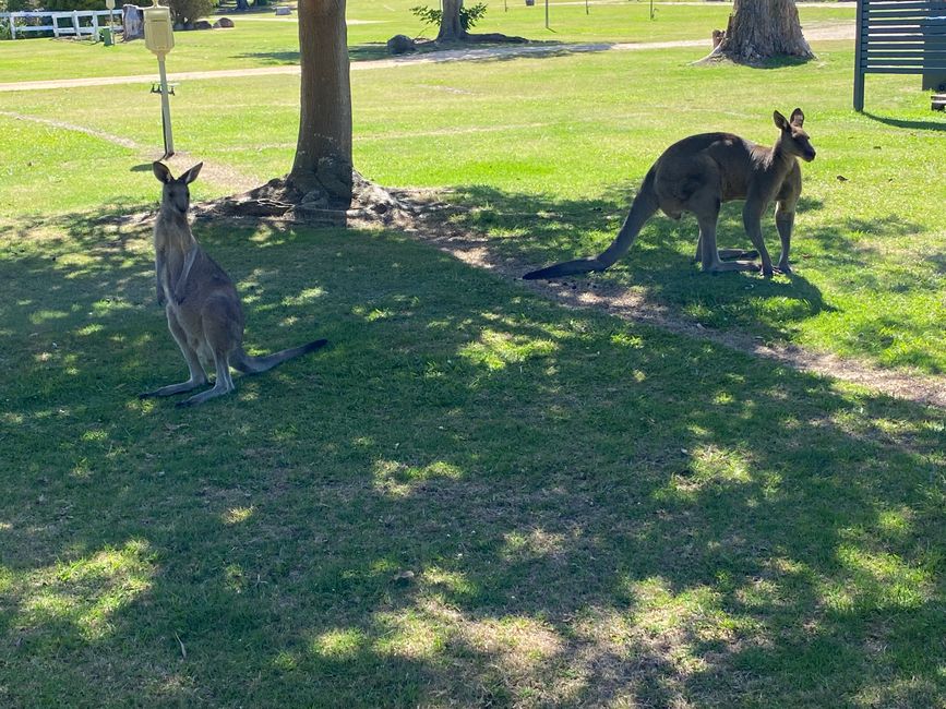 Kangaroos in Eden