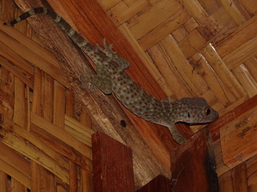 Dieser Gecko hat sich in meinem Bungalow verirrt 