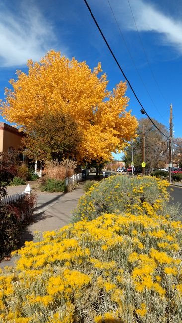 Herbstfarben in New Mexiko