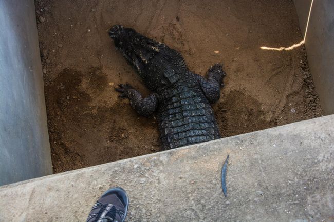 Tag 62: Krokodilfarm und Weiterreise nach Siem Reap