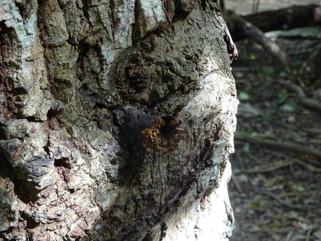 Ein Bienennest in einem Baumstamm