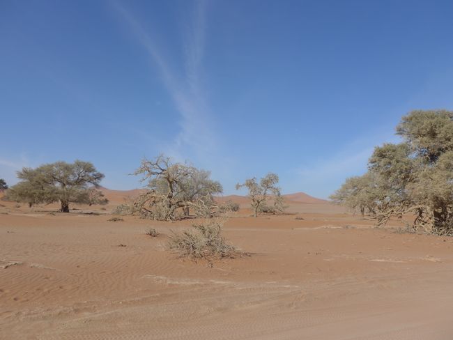 Namibias Norden - von Sossusvlei bis Etosha
