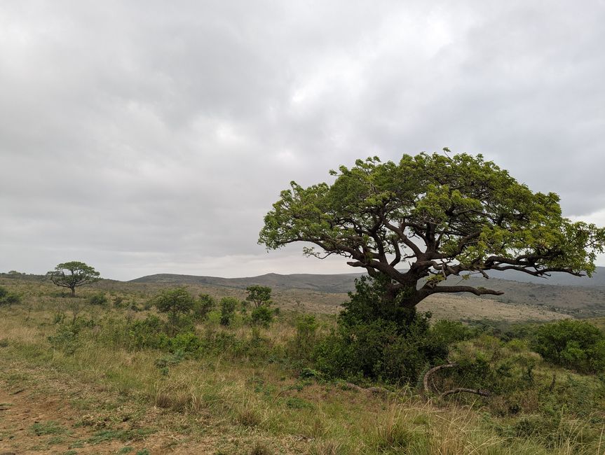 Hluhluwe-Imfolozi-Nationalparks