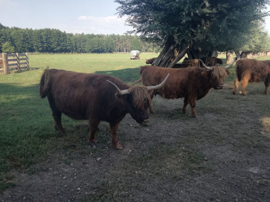 Vache II
