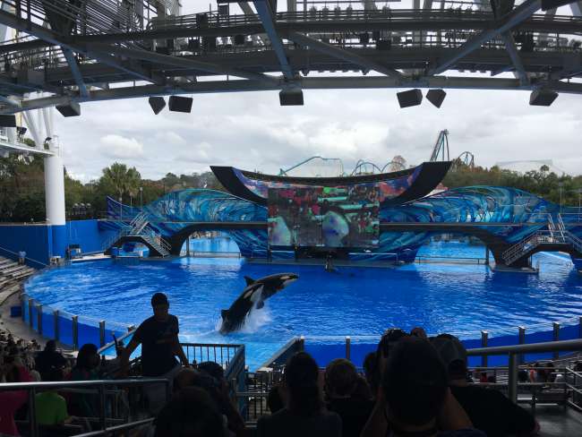 Shamu Show with Killer Whales