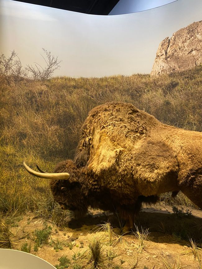 Prehistoric Buffalo