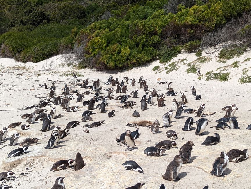 Cape Point Route 165 km