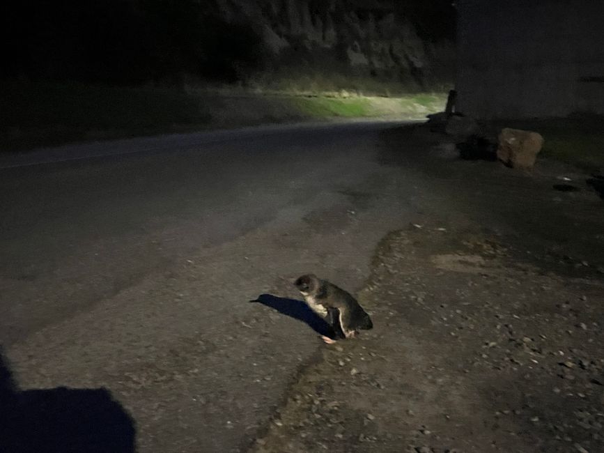 Oamaru - Zwergpinguin bei Nacht
