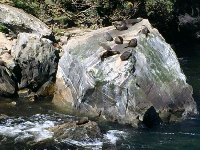 Seelöwen in Milford Sound 