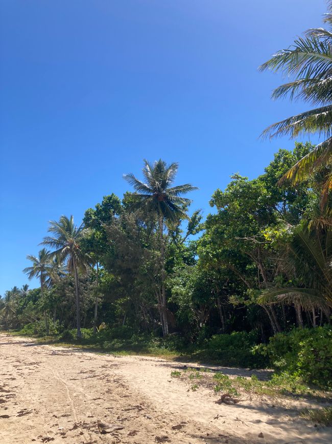 Coconut Paradise