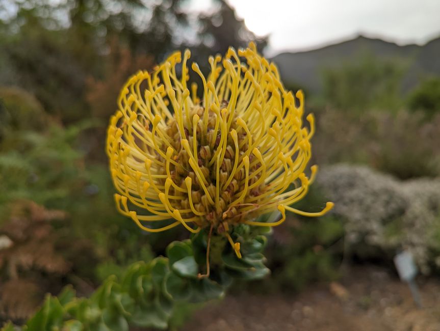 Kapstadt/Cape Town