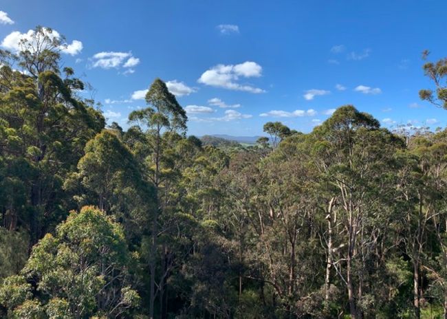 11.11.19 - valley of the giants and tree top walk