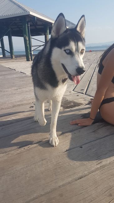 We found this husky with two different eye colors on this pier.