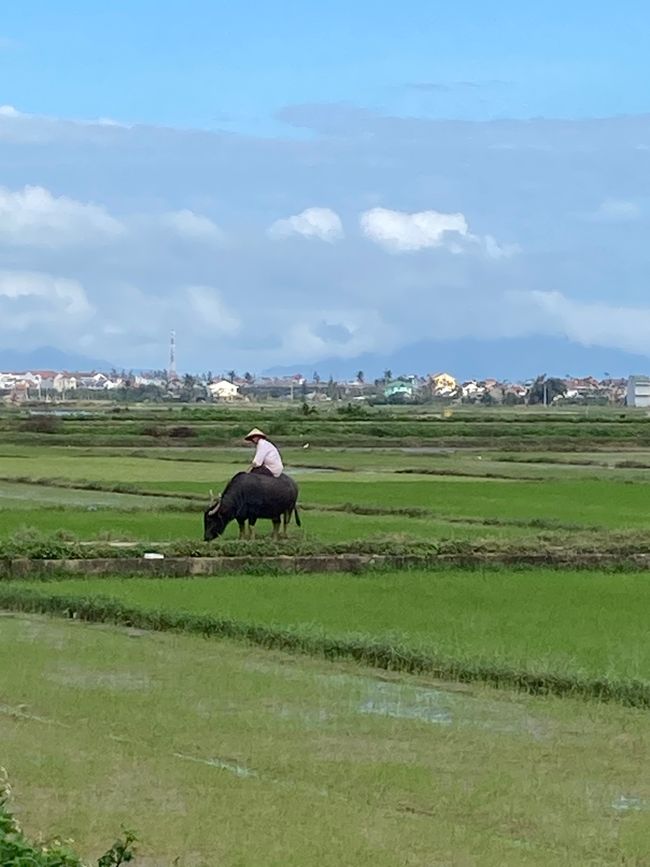 Buffalo in the rice field