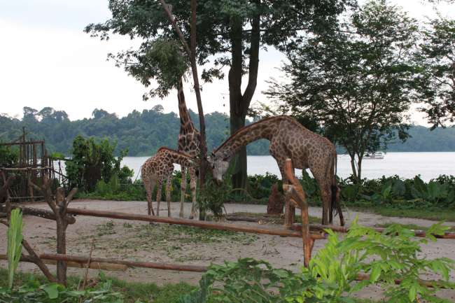 Singapur - Zoo