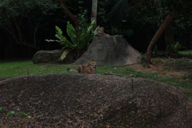 Singapur - Zoo