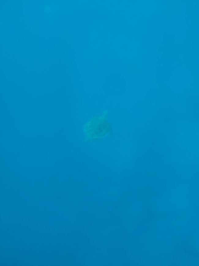 Meerschildkröte beim Schnorcheln