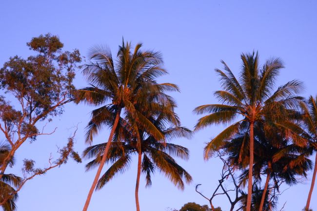 Palmen in der Morgensonne