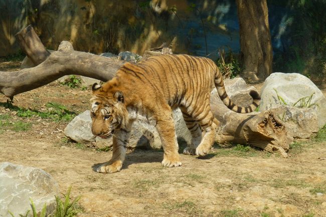 Außerdem zwei bengalische Tiger